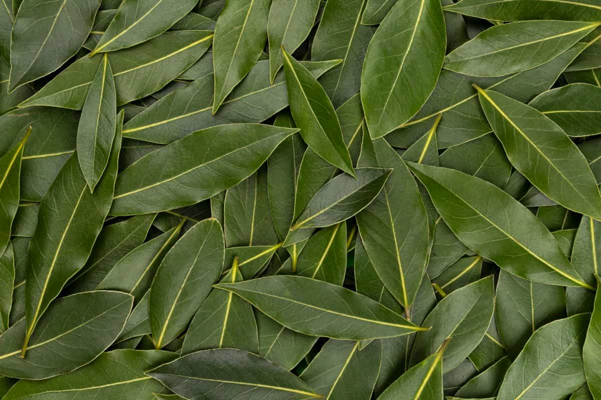 How to Grow Bay Leaf in Home Gardens
