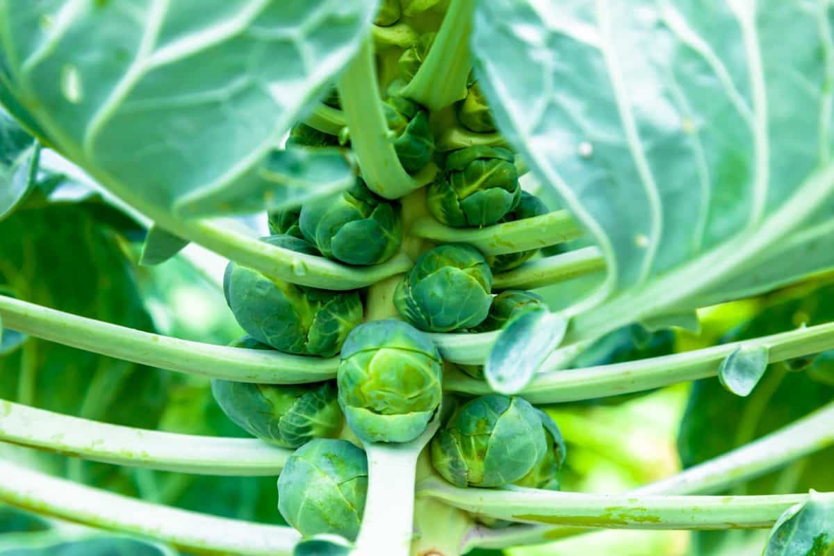 Growing Brussels Sprouts in the Garden