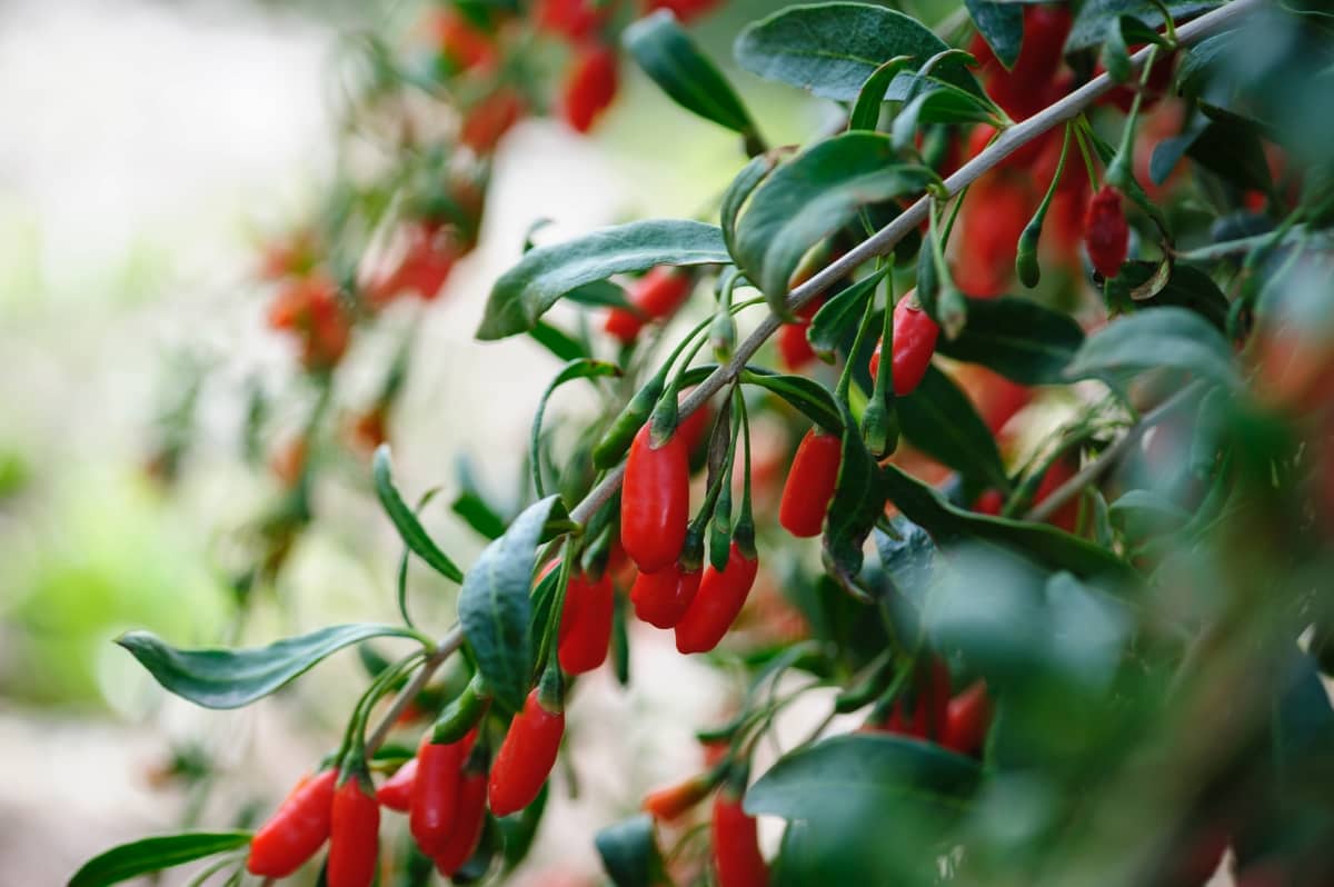 How to Grow Goji Berries in Your Home Garden