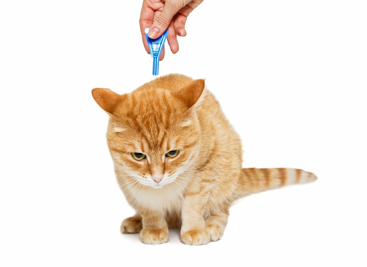 How to Kill Cat Fleas and Ticks with Neem Oil
