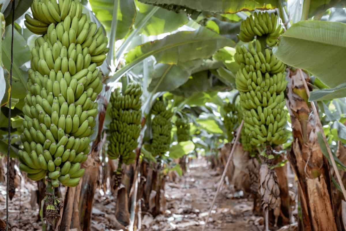 How to Manage Pests and Diseases in Banana Plantation