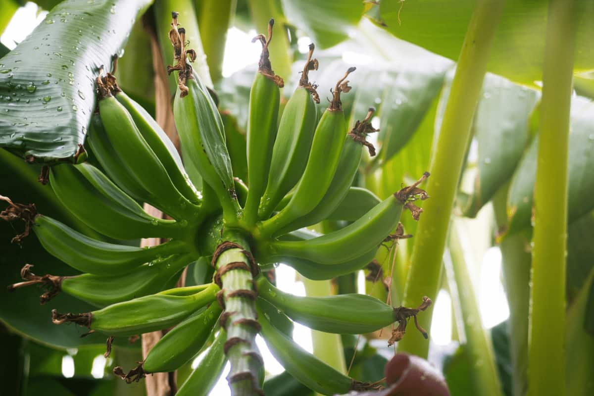Bananas on The Stalk Still on The Plant
