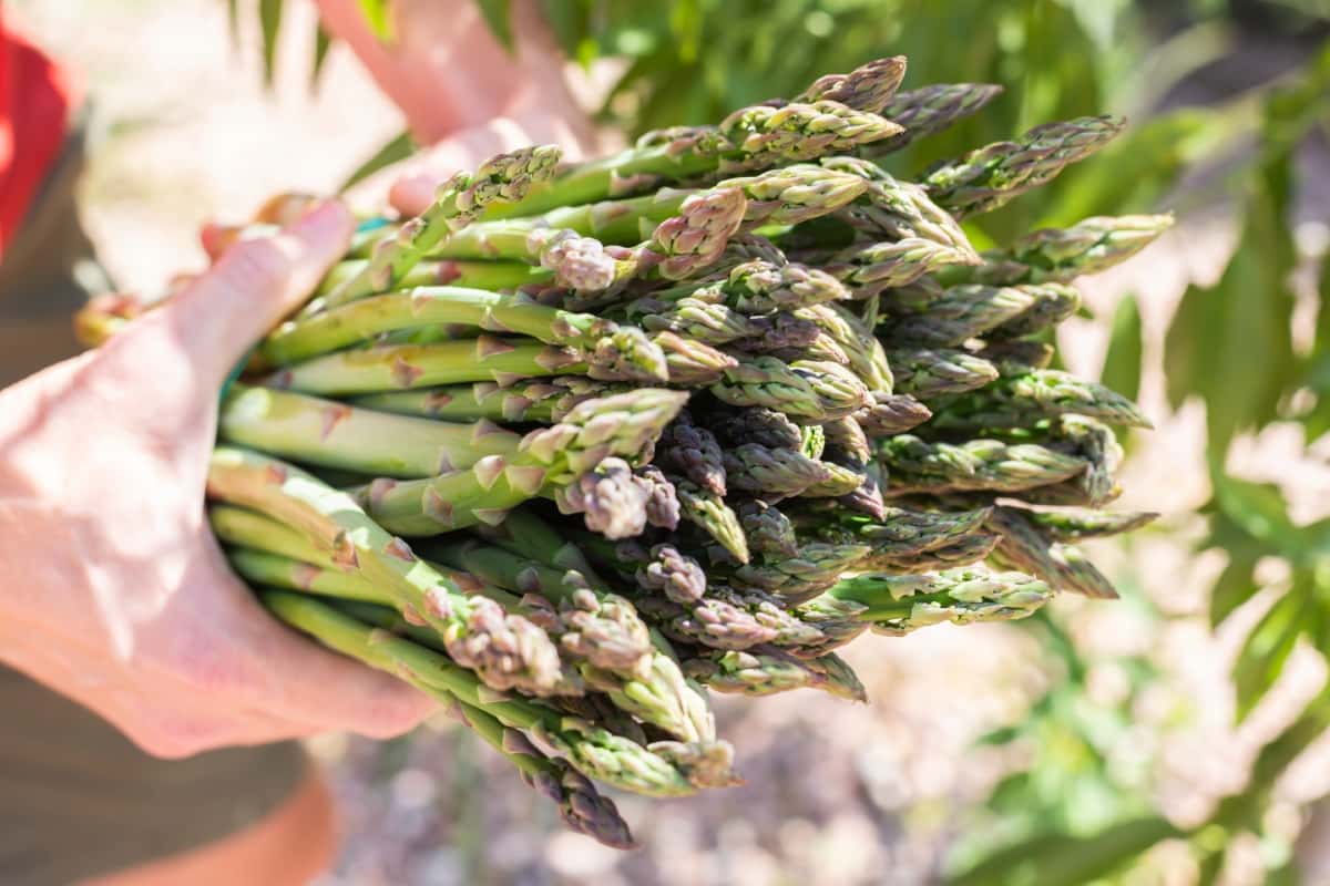 How to Maximize Yields in Asparagus Farming
