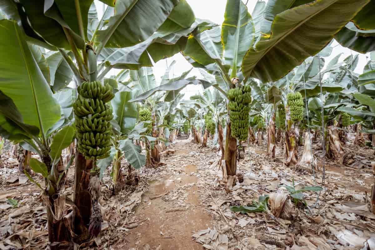 Banana Plantation with Harvest