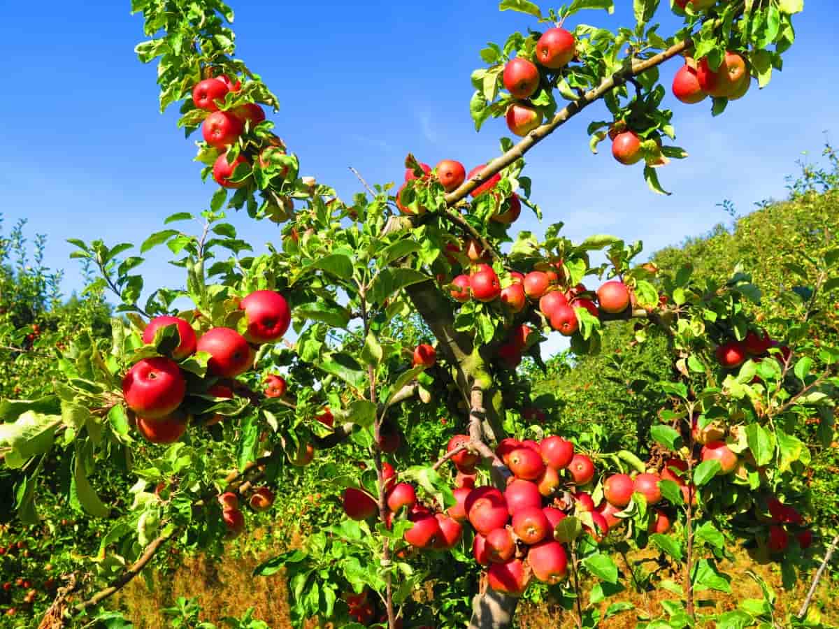 Red Apples on The Tree