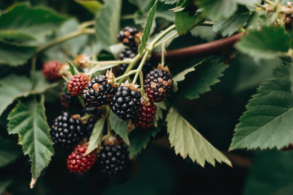 How to Prevent Blackberry Fruit Rot Naturally