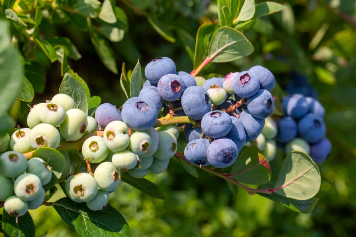 How to Prevent Blueberry Fruit Rot Naturally