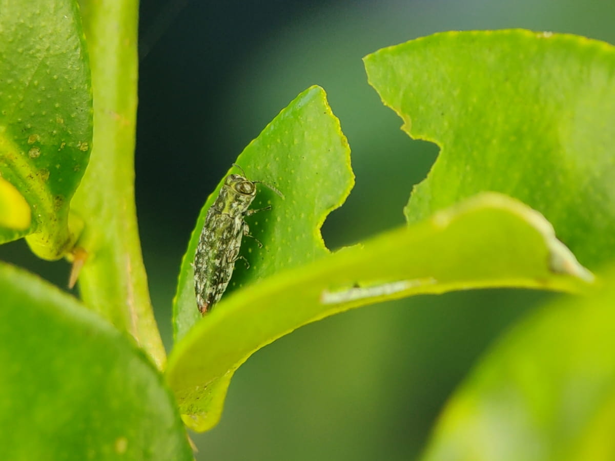 How to Prevent Borers in Fruit Trees