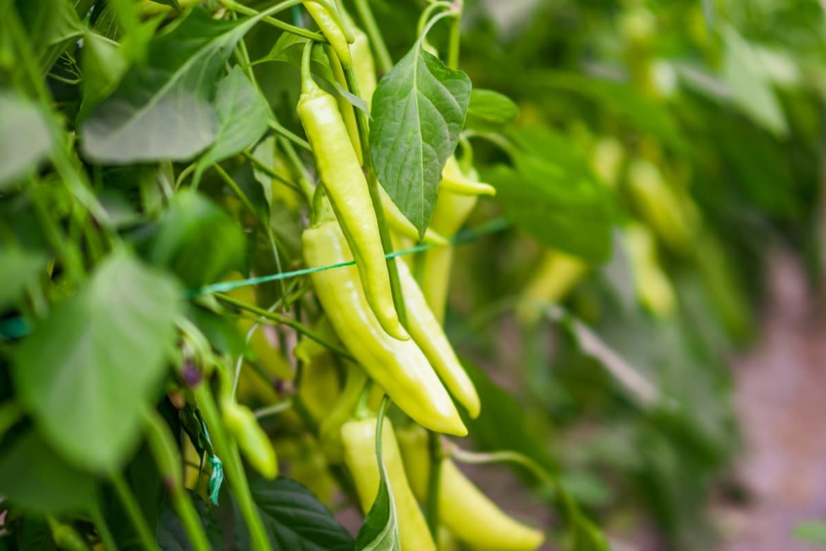 How to Prevent Chilli Fruit Rot Naturally