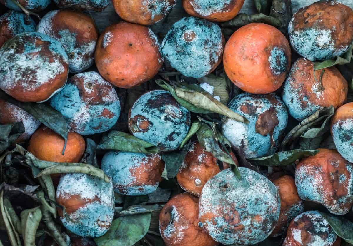 How to Prevent Citrus Fruit Rot Naturally