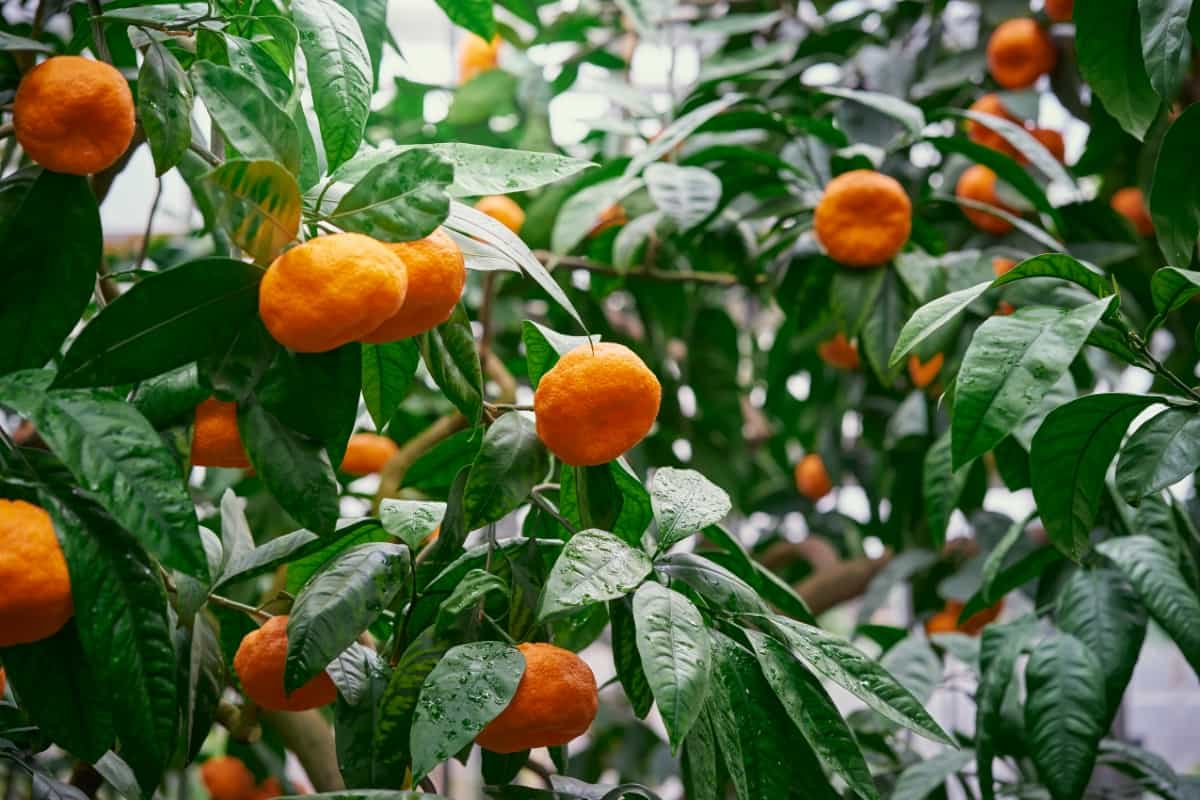 Mandarin Tree with Ripe Fruits