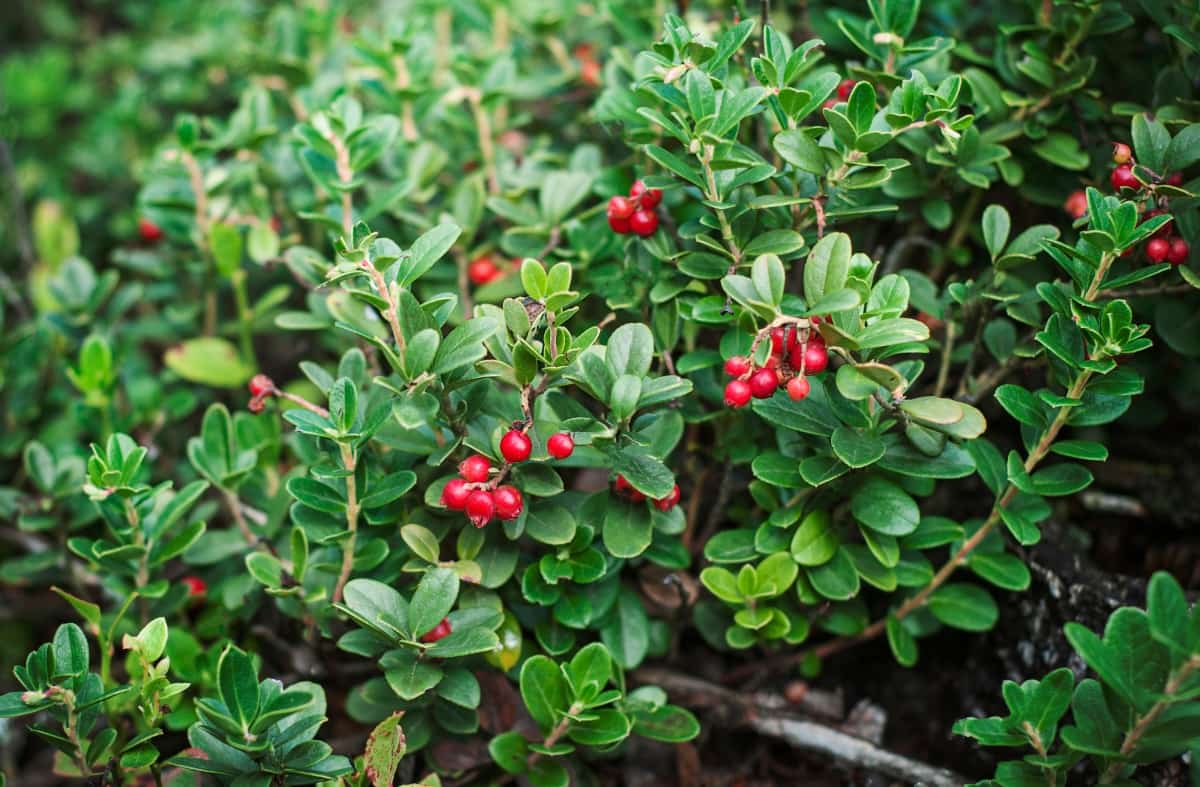 How to Prevent Cranberry Fruit Rot Naturally