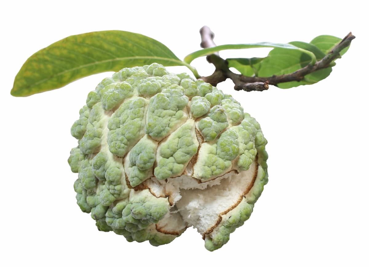 How to Prevent Custard Apple Fruit Rot Naturally