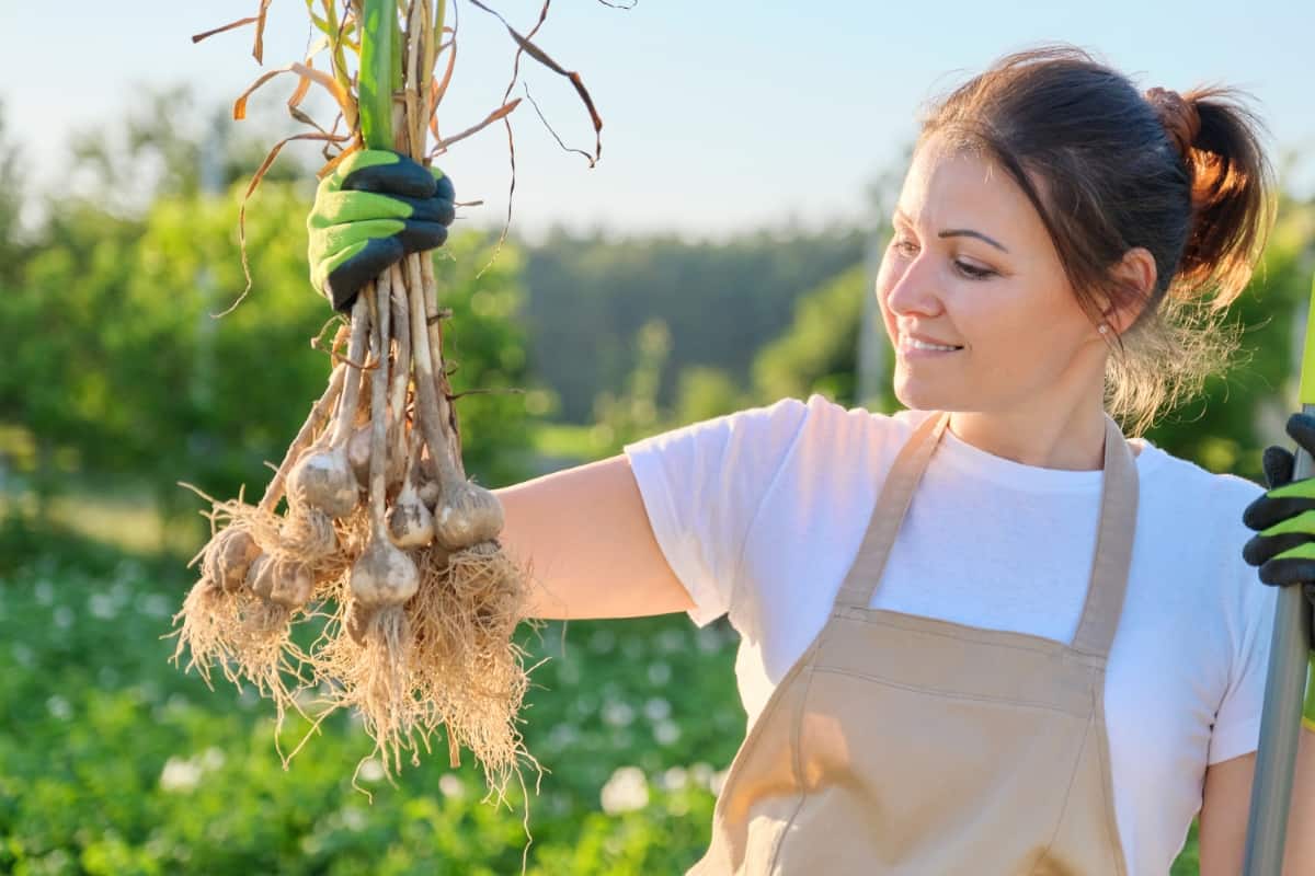 Gardener Holding Fresh Dug Garlic Plant