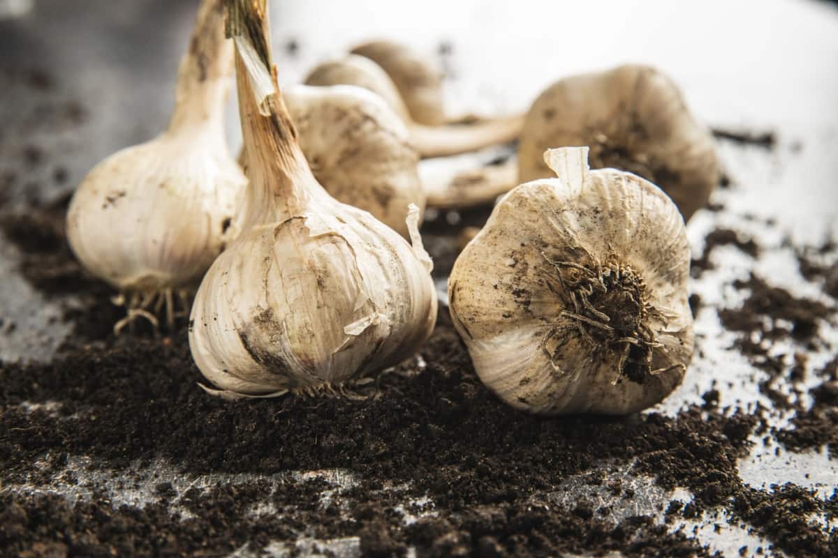 Homegrown White Garlic