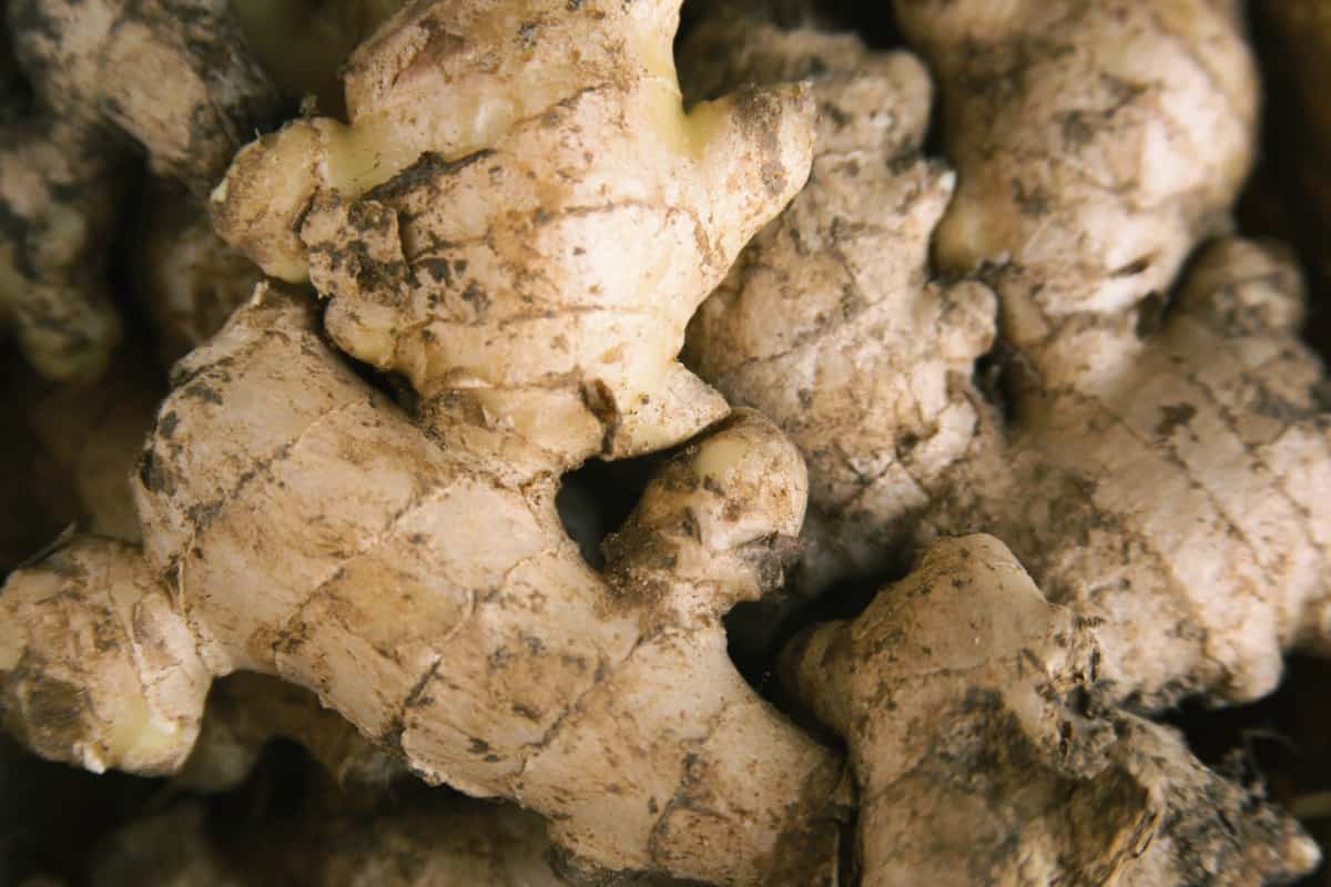 How to Prevent Ginger Rot Naturally