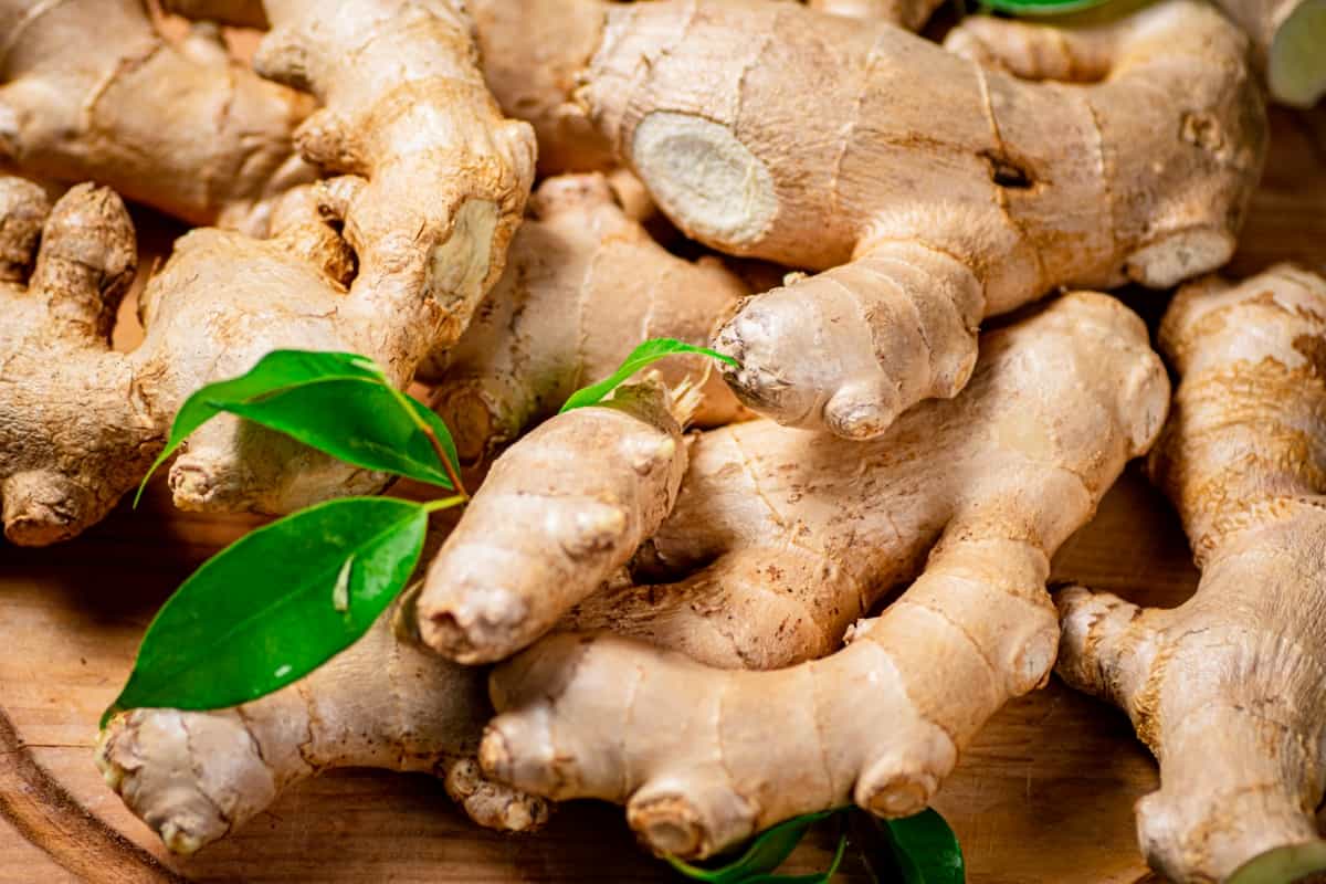 Fresh Ginger Root with Leaves