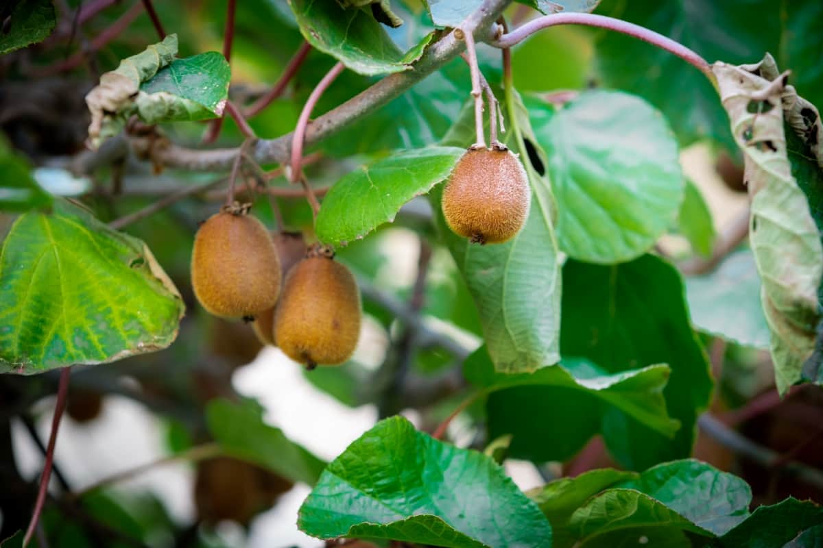 How to Prevent Kiwifruit Fruit Rot Naturally