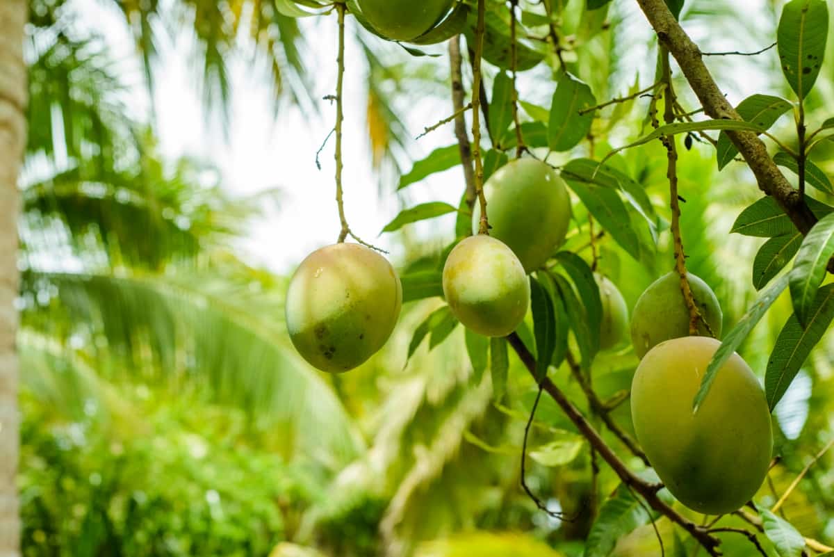 Mango Trees with Fruits