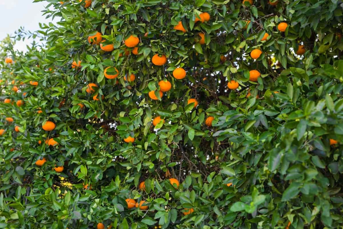 Orange Trees