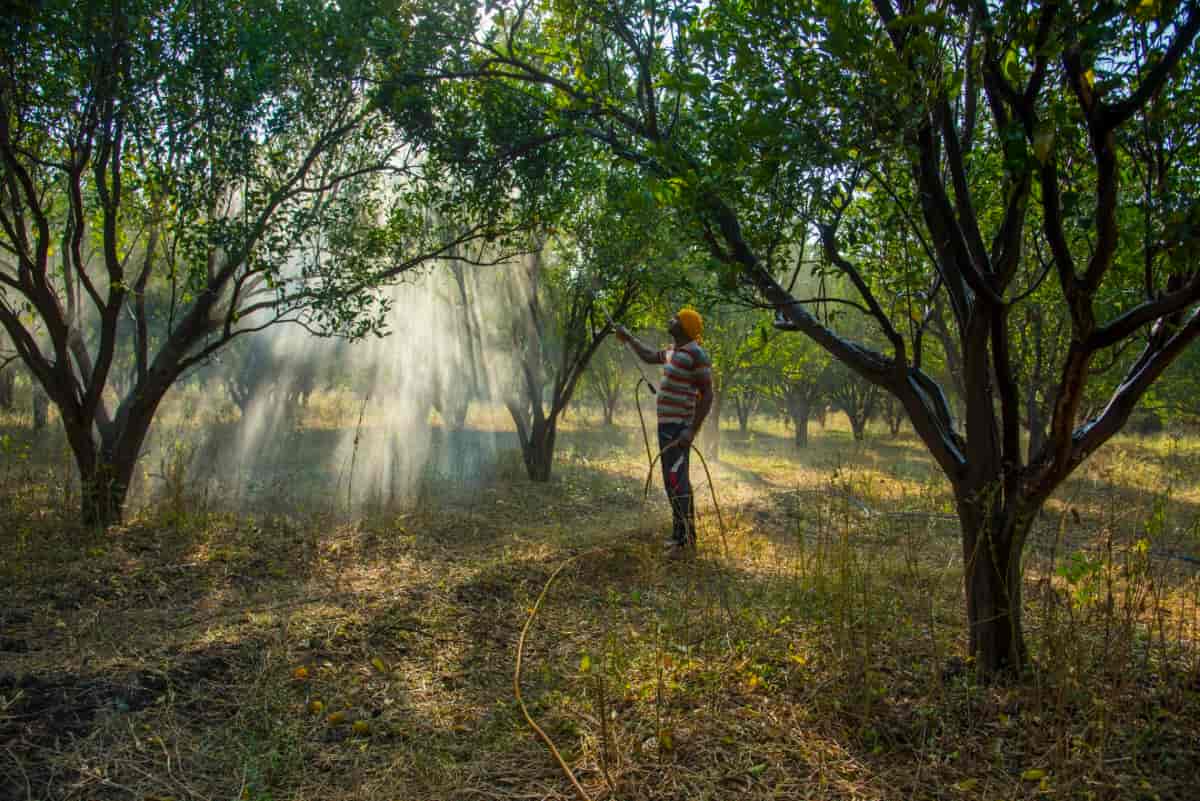 Farmer Spraying Fertilizer on Orange Tree Field