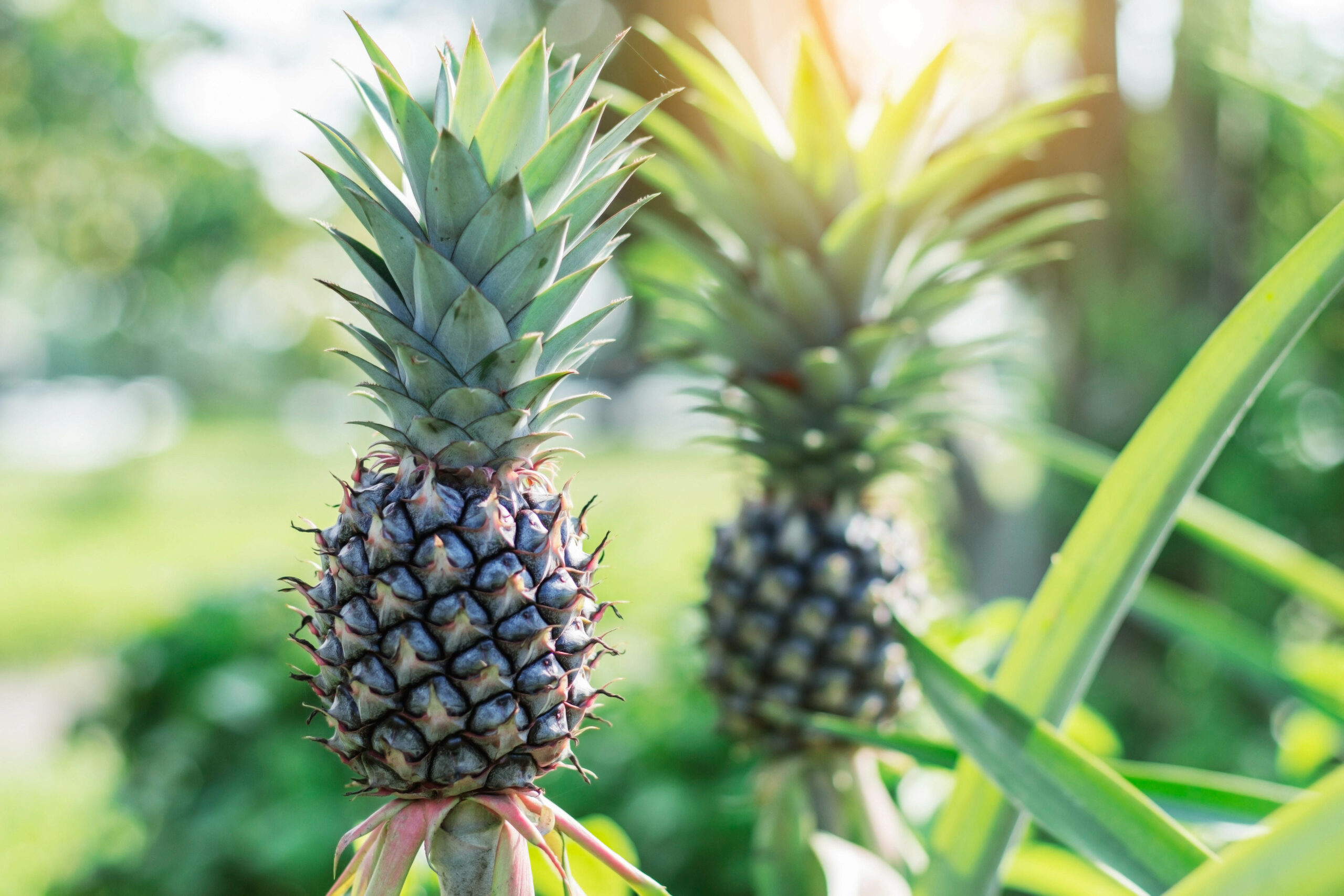How to Prevent Pineapple Fruit Rot Naturally
