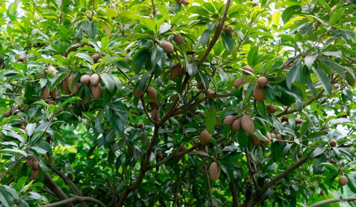How to Prevent Sapodilla Fruit Rot Naturally
