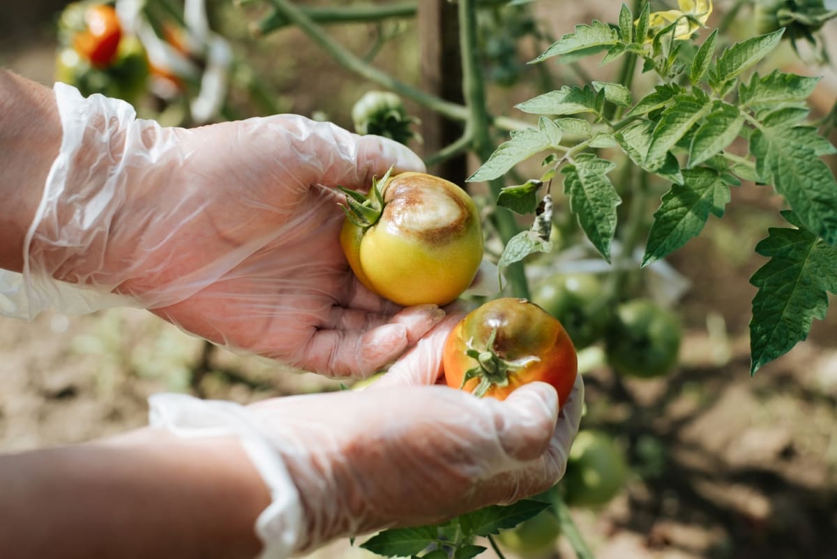 How to Prevent Tomato Rot Naturally
