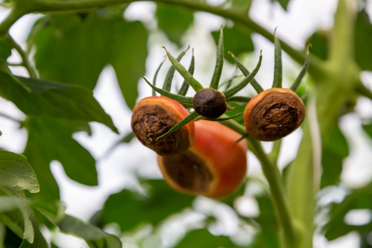 Tomato Fruits Affected by Blossom End Rot