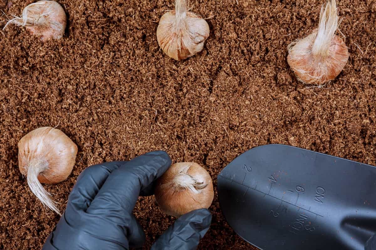 Planting crocus bulbs in the soil