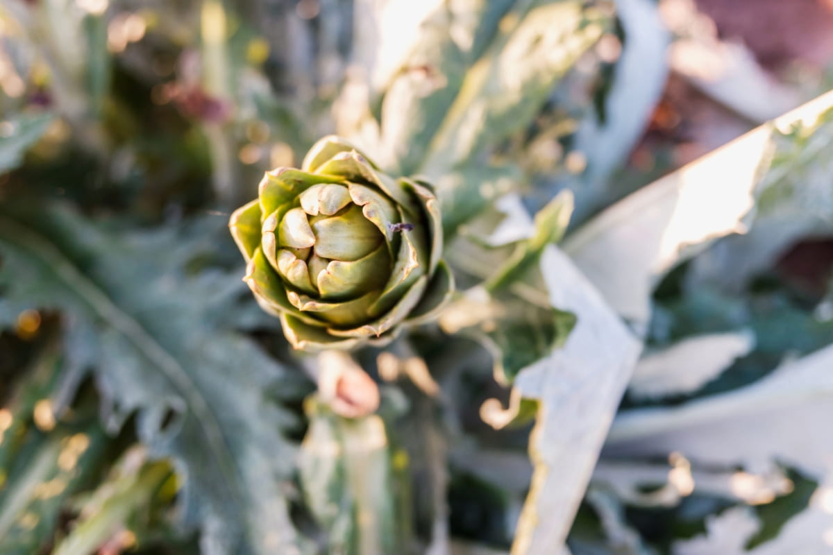 How to Protect Artichoke Plants from Pests