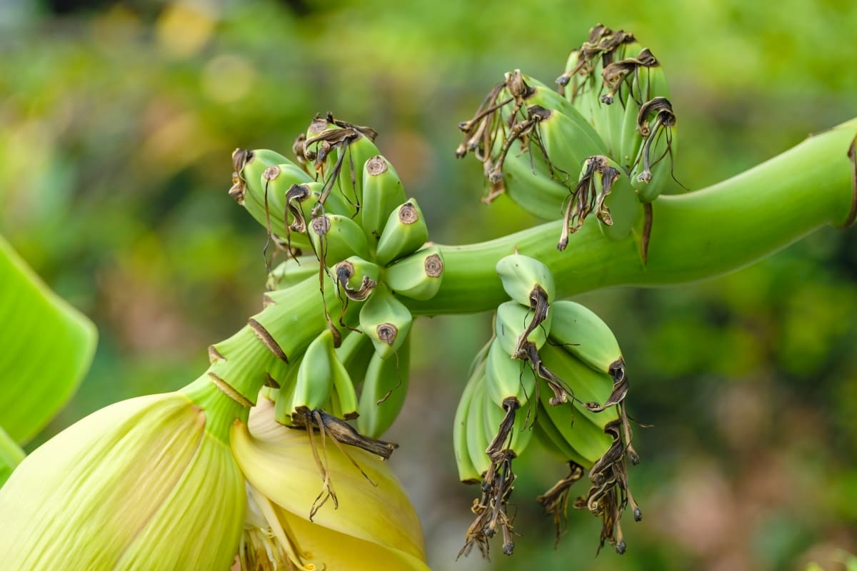 Bunches of Small Bananas