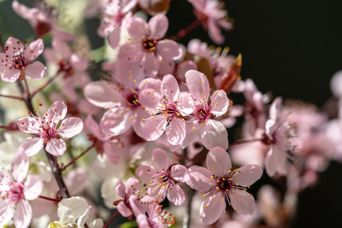 Branch of Blossoming Apricot with Pink Flowers