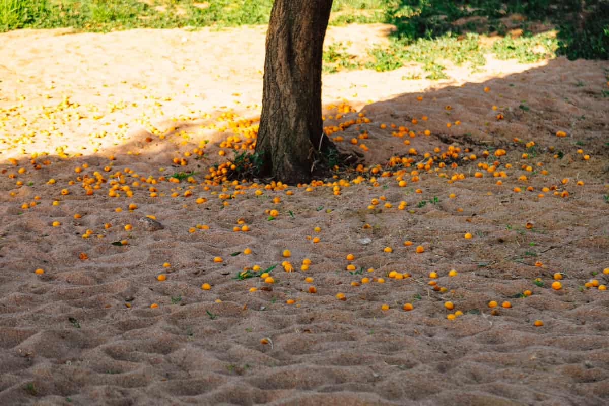 Ripe Organic Apricots on The Ground 