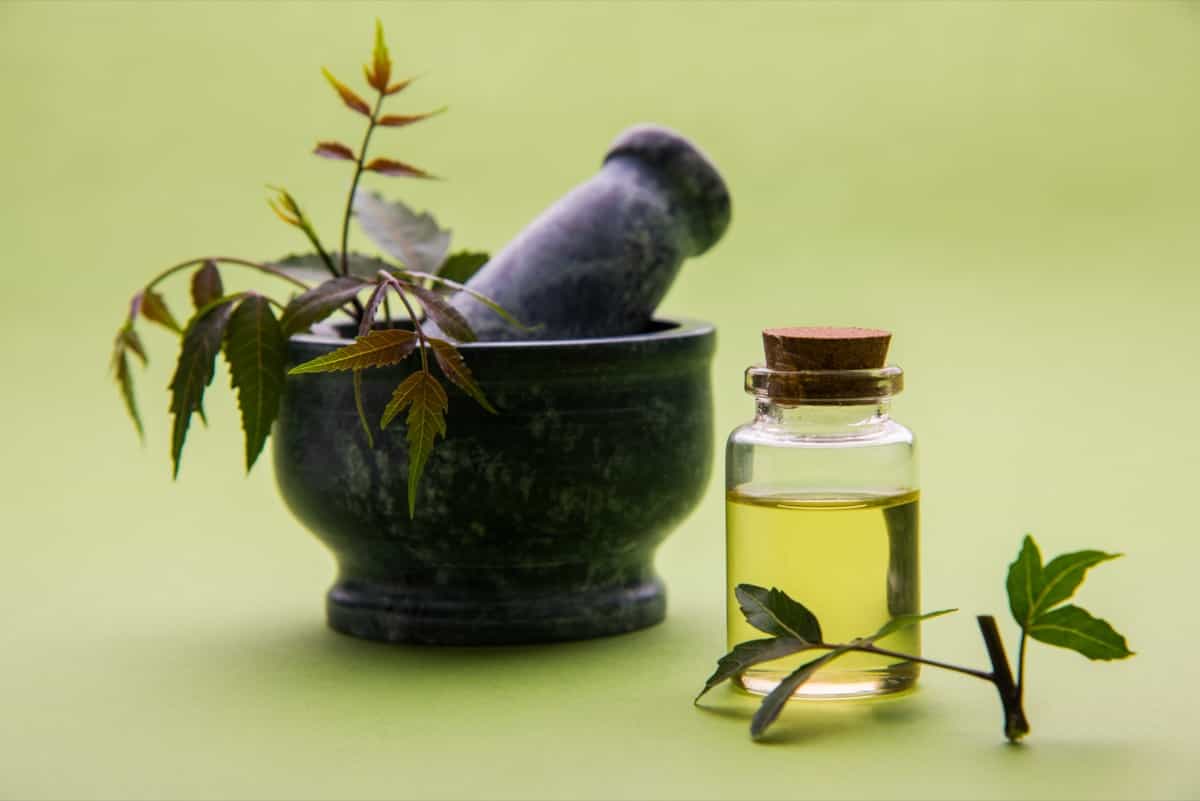 Neem oil for gardening