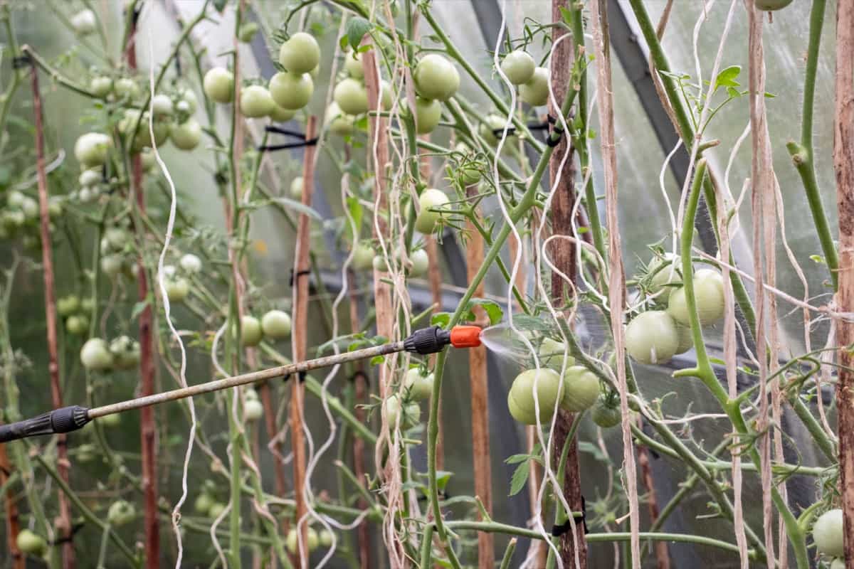 spraying green tomatoes to provide protection from pests in the greenhouse