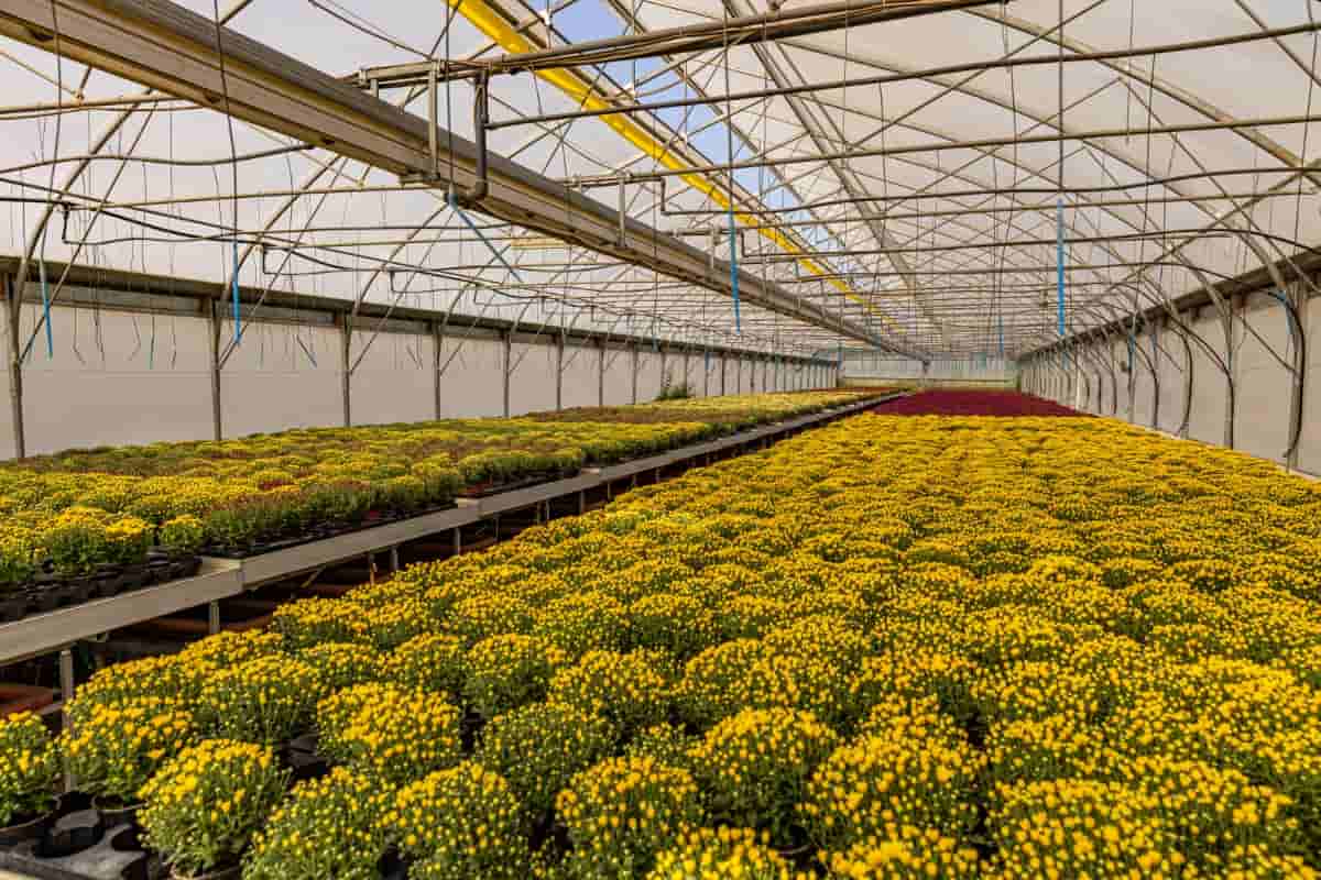 Cultivation of Chrysanthemum