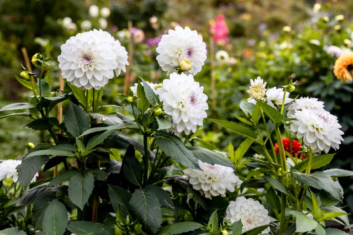 White Dahlia Blooms in The Garden