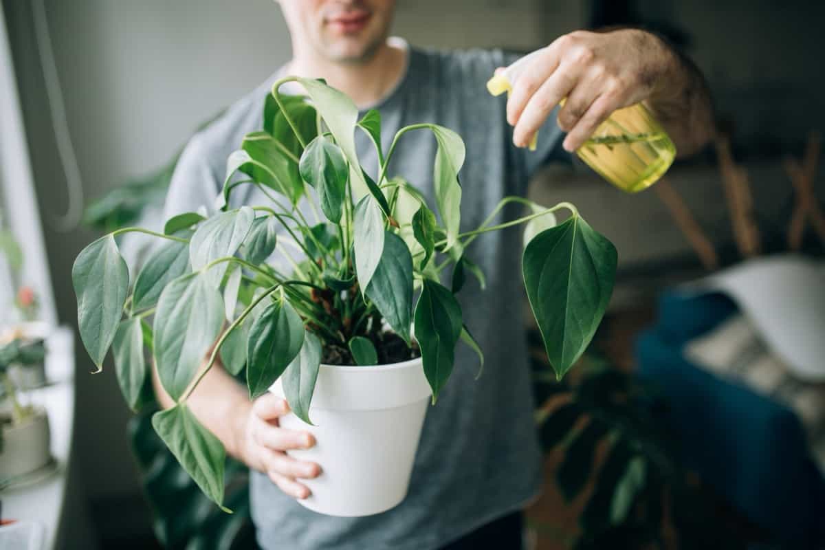 How to Use Neem Oil on Indoor Plants