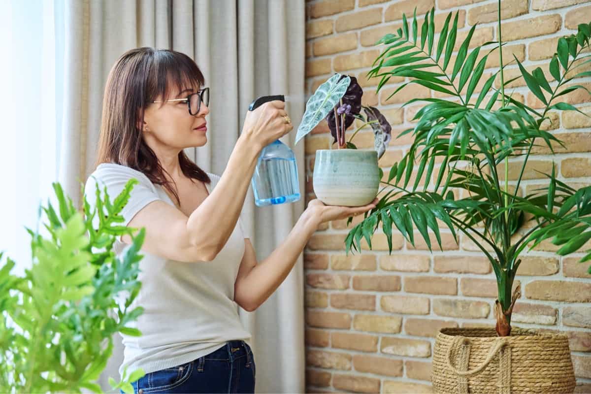 spraying indoor plants at home using spray bottle with fertilized water