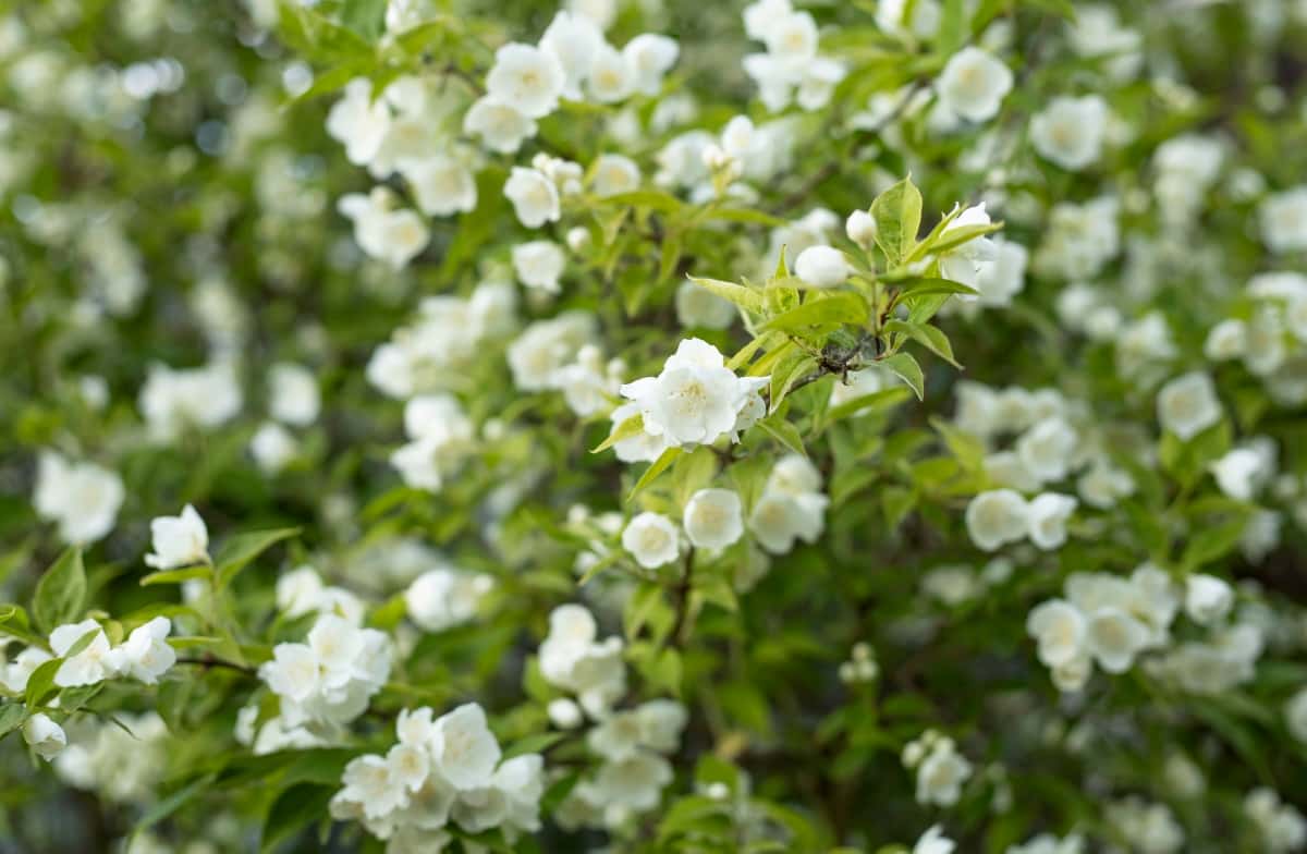 White Jasmine Flowers in The Garden