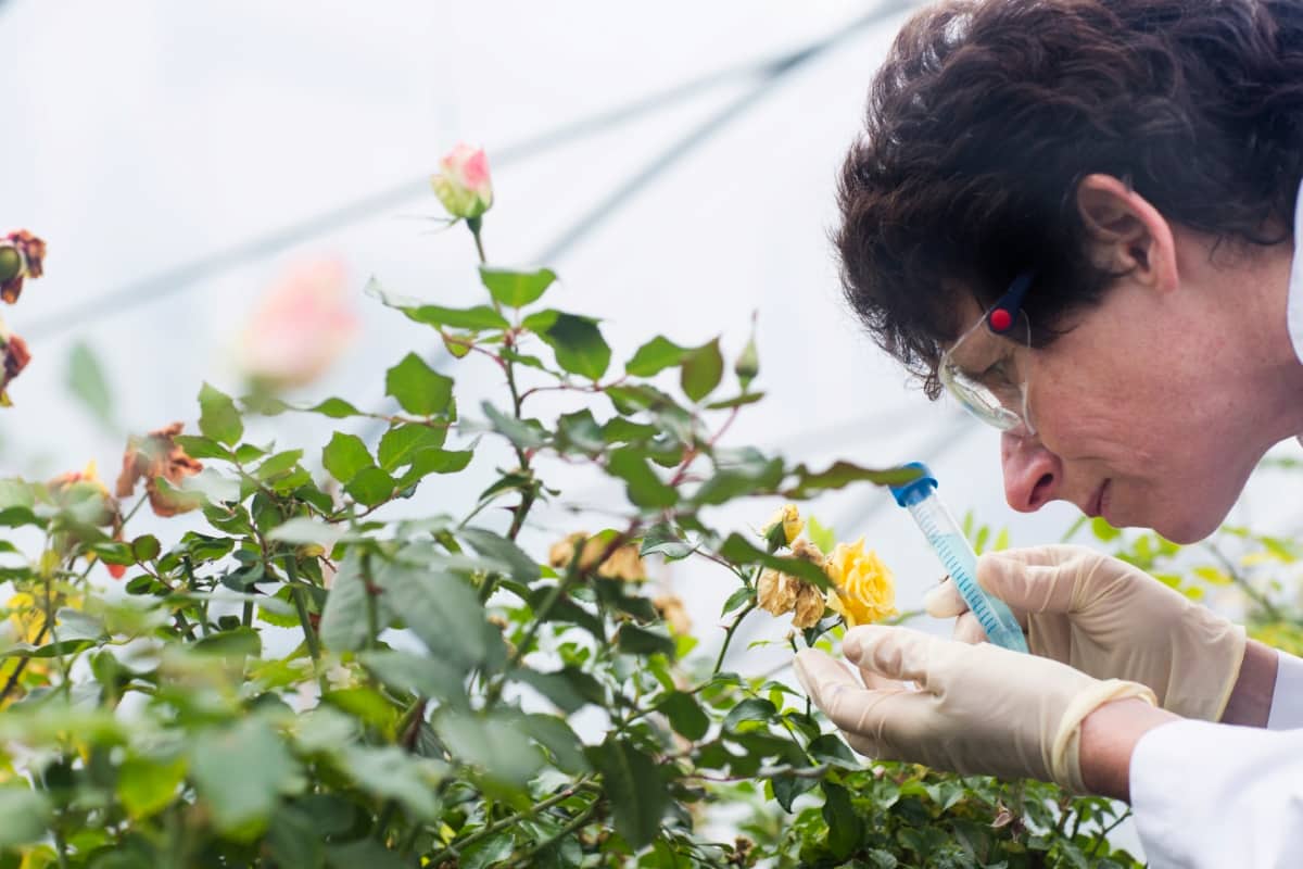 Scientist in Greenhouse Examining Roses