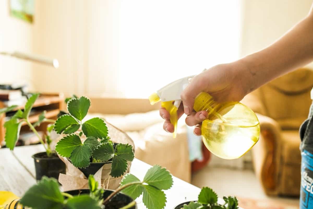 How to Use Neem Oil on Seedlings