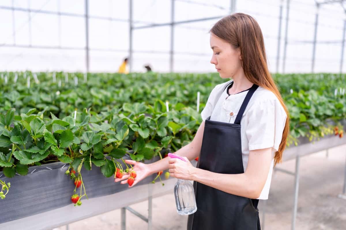 Strawberries in Greenhouse