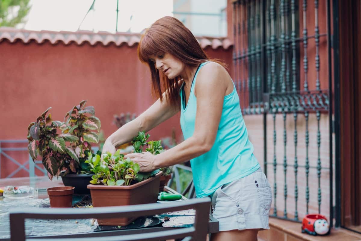 How to Use Neem Oil on Terrace Garden Plants