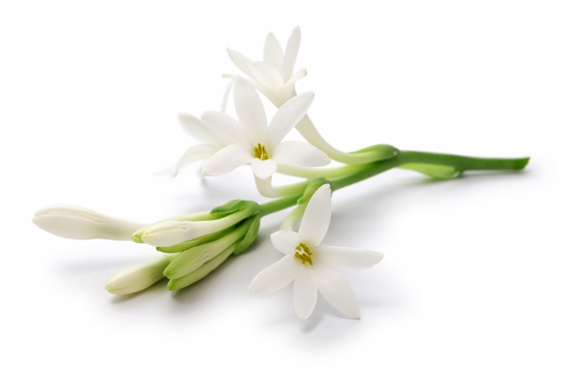 Tuberose Flowers and Buds