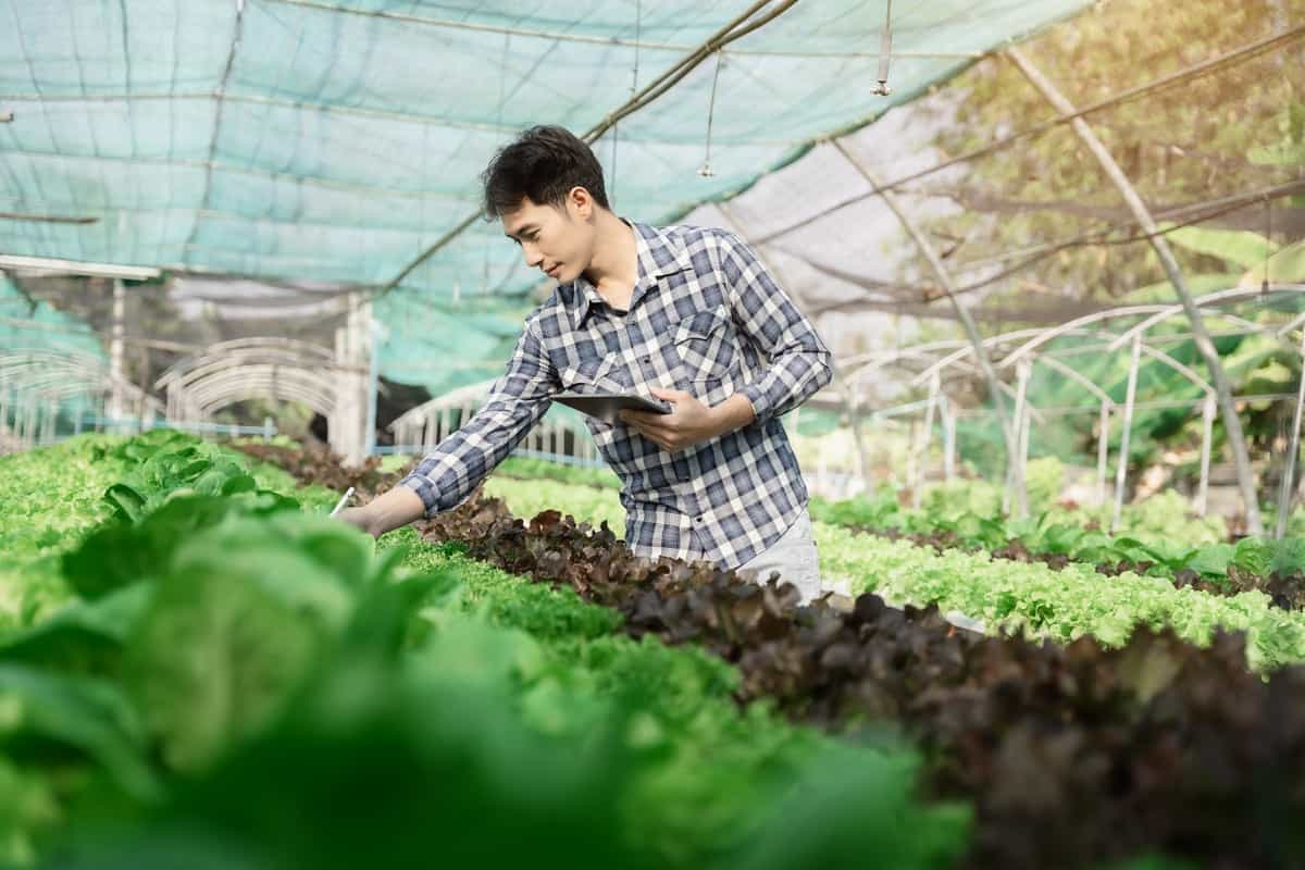 organic vegetables in hydroponic farm