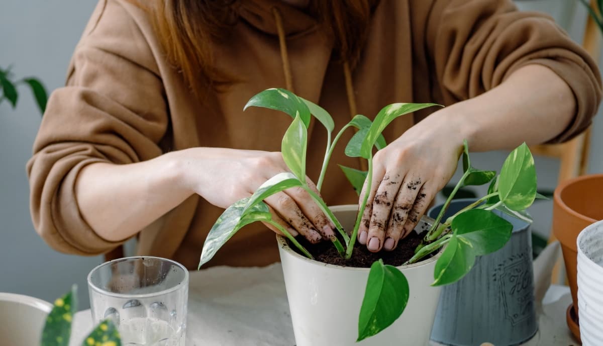 Potting a Young Plant of Golden Pothos