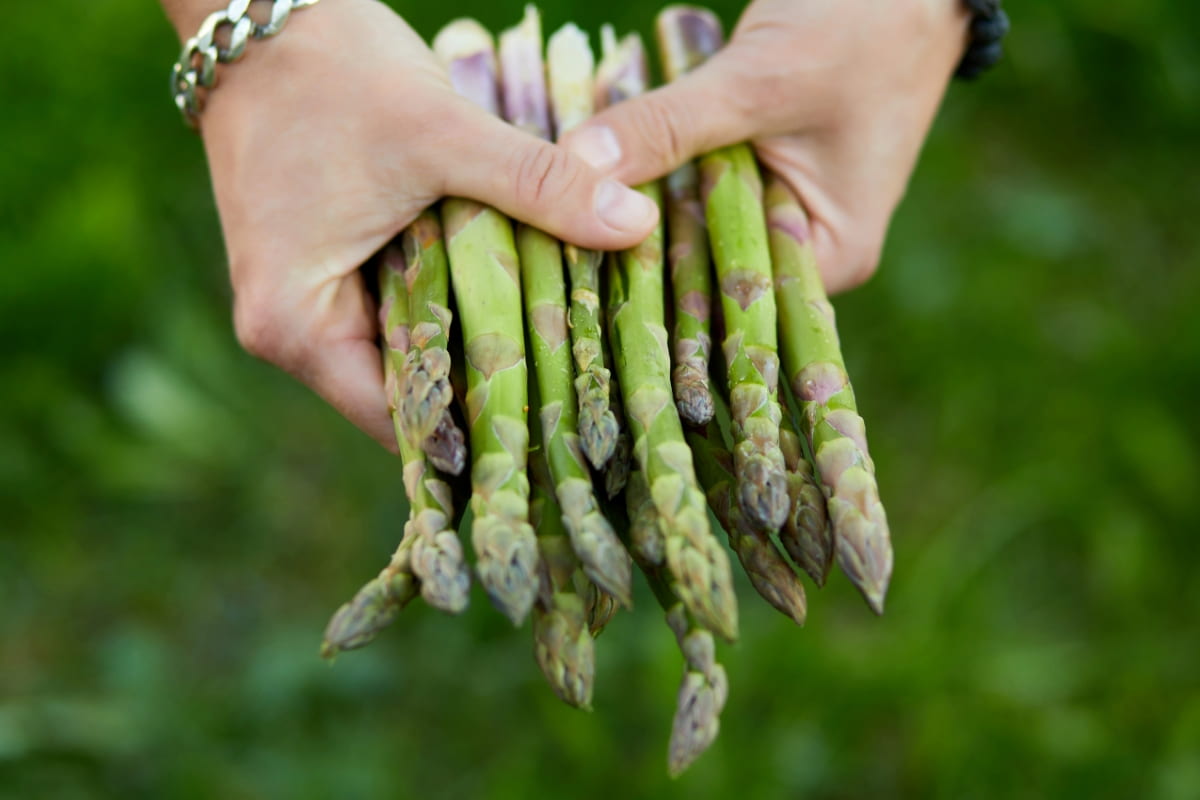 Bunch of Green Asparagus