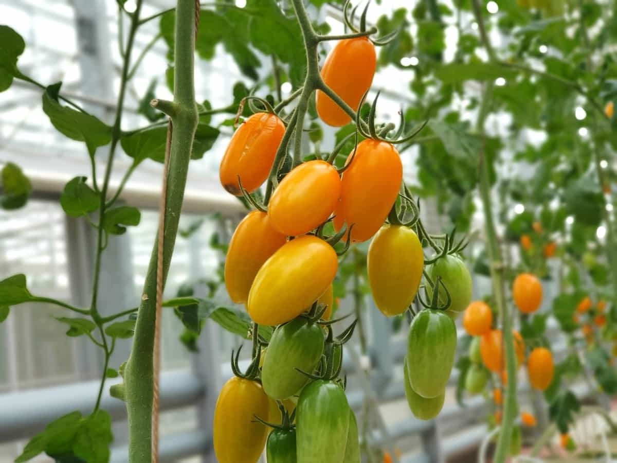 Colorful Tomatoes are growing in indoor vertical farm